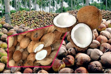 தேங்காய் விலை உயர்வுக்கான காரணம்