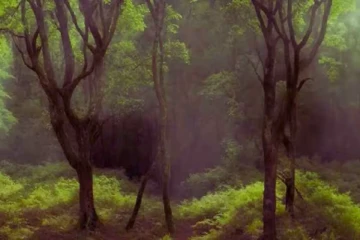 optical illusion: காட்டில் மறைந்துள்ள மானை ஐந்து நொடிக்குள் கண்டுபிடிக்க முடியுமா?