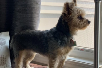 10 வயது சிறுமியை துணிச்சலுடன் காப்பாற்றிய வளர்ப்பு நாய்