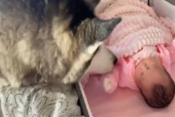 பாசத்தில் மனிதர்களை மிஞ்சிய நாய்... நெகிழ்ச்சியை ஏற்படுத்திய காணொளி!