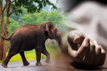 மீன்பிடிக்கச் சென்றவர் காட்டு யானை தாக்கி உயிரிழப்பு