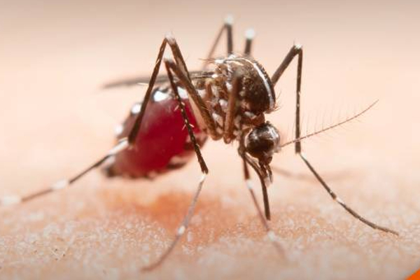 மட்டக்களப்பில் டெங்கு தீவிரம்!! இருவர் பலி - 231பேர் பாதிப்பு | Dengue In Batticaloa District