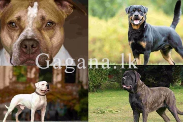 සුනඛ වර්ග 23ක් තහනම් කරමින් නියෝගයක්. - ලැයිස්තුව මෙන්න.