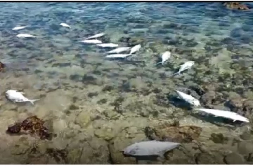 நெடுந்தீவு கடற்கரையில் இறந்த நிலையில் கரையொதுங்கும் மீன்கள்! - மீனவர்கள் விசனம் (Video)