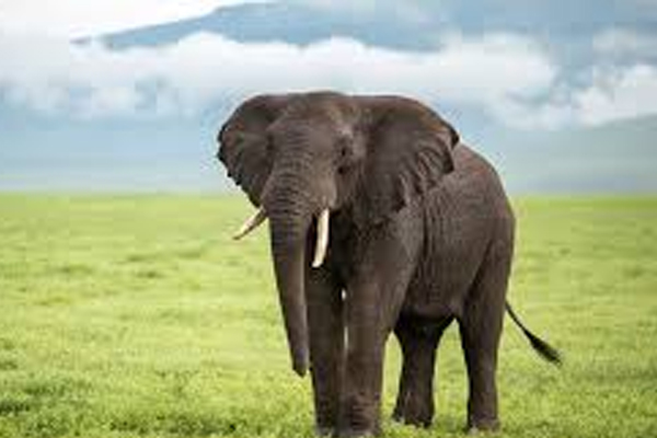 அடிக்கடி கனவில் விலங்குகள் வருகினறதா? அர்த்தத்தினை கட்டாயம் தெரிஞ்சிக்கோங்க | What Does It Mean Animals In Your Dreams அடிக்கடி கனவில் விலங்குகள் வருகினறதா? அர்த்தத்தினை கட்டாயம் தெரிஞ்சிக்கோங்க | What Does It Mean Animals In Your Dreams