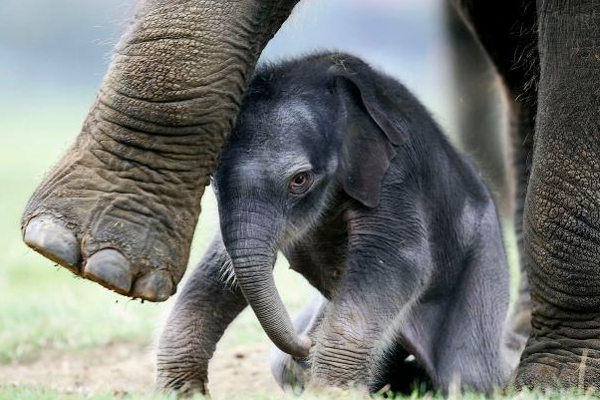 இலங்கையில் மூன்று மாதங்களில் தினமும் ஒரு யானை உயிரிழப்பு | One Elephant Dies Every Day In Sri Lanka