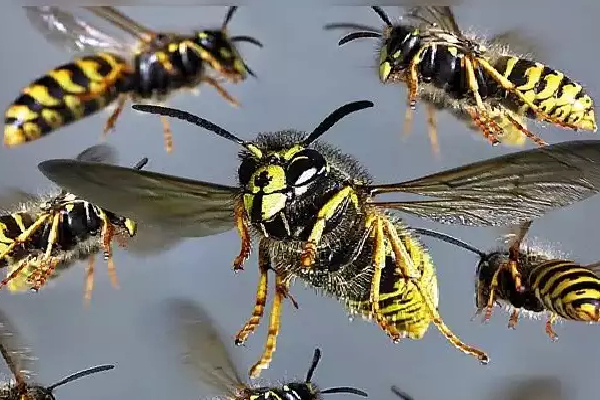 குளவி கொட்டிற்கு இலக்கான பாடசாலை மாணவர்கள் | School Children Targeted By Wasp Nest