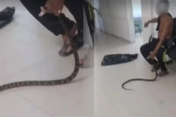 கையில் விஷப்பாம்புடன் மருத்துவமனைக்குள் நுழைந்த நபர்: பரபரப்பை ஏற்படுத்திய சம்பவம்