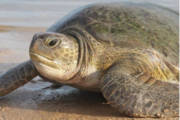 வெட்டுக்காயங்களுடன் இறந்த நிலையில் ஆமைகள் கண்டெடுப்பு!