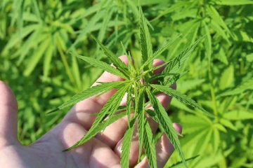 கஞ்சாவிற்காக இந்த நாட்டுக்கு படையெடுக்கும் மக்கள்