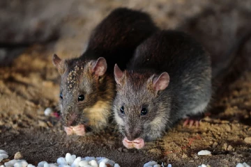 கொழும்பில் எலிகளால் மக்கள் அச்சம்; ஆபத்தான நோய்கள் பரவலாம்