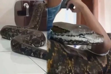 சுற்றி வளைத்த ராட்சத பாம்பு: அசராமல் சிறுவன் செய்த காரியம்! நடுங்க வைக்கும் காட்சி