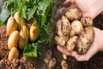 யாரெல்லாம் உருளைக்கிழங்கு சாப்பிட கூடாதுனு தெரியுமா?