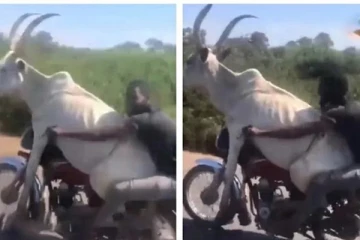 மோட்டார் வண்டியில் காளையுடன் பயணித்த நபர்!