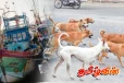 தங்காலையில் ஐஸ் போதைப்பொருளால் இரு நாய்கள் மரணம்