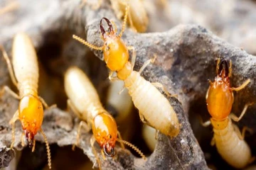 மழைக்காலத்தில் கரையான் தொல்லையா? உடனே தீர்வு தரும் மருந்து