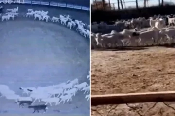 12 நாட்கள் ஒரே இடத்தில் வட்டமாக சுற்றிவந்த ஆடுகள்: உலகத்தின் அழிவுக்கு அடையாளமா?