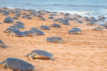 கரைக்கு வந்த ஆயிரக்கணக்கான கடல் ஆமைகள்: பிரமிக்க வைக்கும் காட்சி