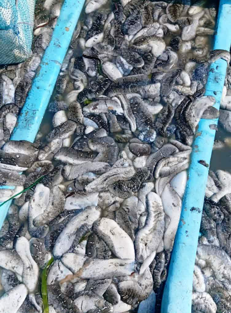 கடலட்டை பண்ணையாளர்களின் வாழ்வாதாரம் பாரிய நெருக்கடியில்! 160 மில்லியன் ரூபா இழப்பு 2 Gallery