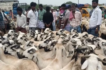 நெருங்கும் பக்ரீத் பண்டிகை...3 மணி நேரத்தில் 4 கோடிக்கு விற்பனையான ஆடுகள்..!