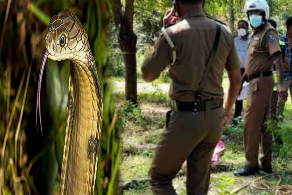 பாம்பு கடித்ததில் உயிரிழந்த கர்ப்பிணித்தாய்! திருகோணமலையில் நடந்த சம்பவம் - ஐபிசி தமிழ்