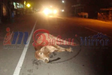 நகரத்திற்குள் அலைந்து திரிந்த கட்டாக்காலிகளை பிடித்து தண்டப்பணம் அறவீடு