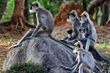 இலங்கையில் குரங்குகளுக்கான முதலாவது தடுப்பு முகாம்