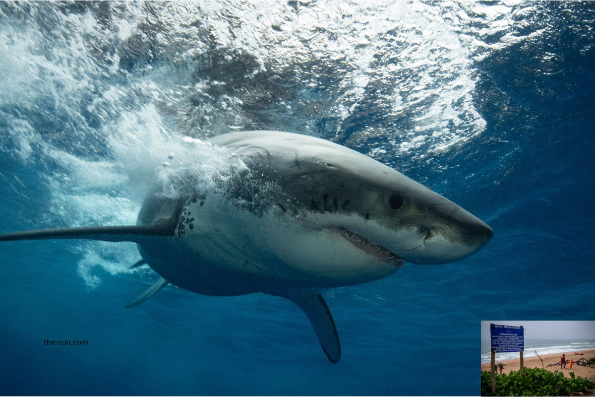 Shark kills woman swimming off popular South African beach Shark kills woman swimming off popular South African beach