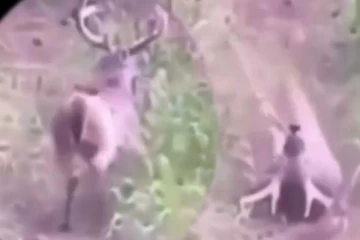 மான் பல்டி அடித்து பார்த்ததுண்டா? காணமுடியாத அபூர்வ காட்சி