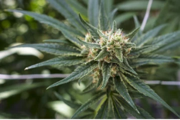 கனடாவின் நியூ பிரவுன்ஸ்விக் பகுதியில் 6700 கிலோ கஞ்சா மீட்பு