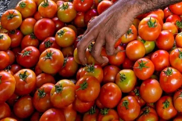 தக்காளி விற்று ஒரே மாதத்தில் கோடீஸ்வரரான விவசாயி