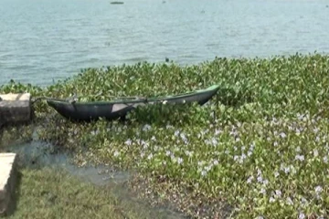 ஆற்றுவாழைத் தாவரங்களால் அழியும் மட்டக்களப்பு வாவி (Video)