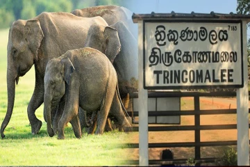திருகோணமலையில் காட்டு யானைகளின் அட்டகாசம்: கோரிக்கை விடுத்த மக்கள்