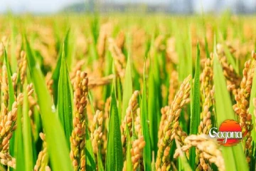 බිත්තර වී ගොවිපළවල වී වගාව සඳහා නව රක්ෂණ සැලසුමක්