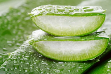 பலரும் அறிந்திராத கற்றாழையின் நன்மைகள்...!