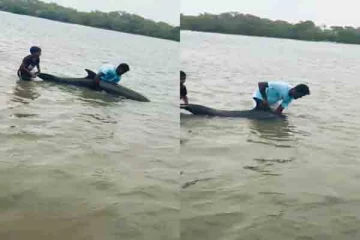 முதல் முறையாக கடற்கரையை நோக்கி படையெடுத்த டொல்பின் கூட்டம் ; காணக் குவிந்த மக்கள்