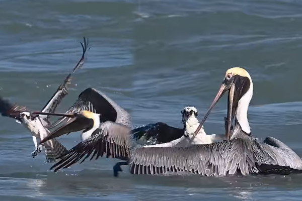 Viral Video: கழுகின் கழுத்தைப் பிடித்த பெலிகான் பறவை... இறுதியில் என்ன நடந்தது தெரியுமா? | Pelican Bird Catch Eagle Viral Video Viral Video: கழுகின் கழுத்தைப் பிடித்த பெலிகான் பறவை... இறுதியில் என்ன நடந்தது தெரியுமா? | Pelican Bird Catch Eagle Viral Video