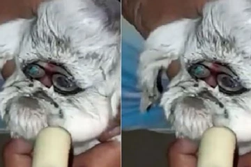 மனித முகத்துடன் பிறந்த ஆட்டுக்குட்டி! கண்களைச் சுற்றி இப்படி ஒரு விசித்திரமா? தீயாய் பரவும் வீடியோ