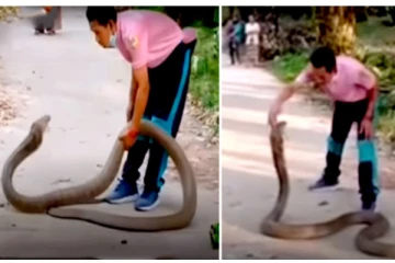 14 அடி ராஜநாகத்தை வெறும் கையால் அசால்ட்டாக பிடித்த நபர்! வைரல் வீடியோ!