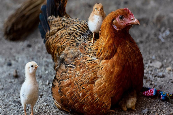 குளிர் சாதன பெட்டியில் முட்டைகளை வைப்பதால் இத்தனை ஆபத்தா! | Dangerous To Keep Eggs In Cold Storage Box