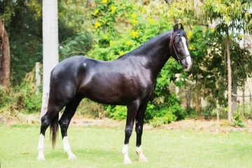 இளைஞர்களை கடித்து காயப்படுத்திய குதிரை - மக்கள் அச்சம்