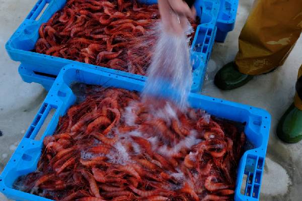 2026 ஆம் ஆண்டுக்கான மீன்பிடி ஒதுக்கீடுகள்... ஒப்புக்கொண்ட ஐரோப்பிய ஒன்றிய நாடுகள் | Eu Countries Agree Fishing Quotas 2026 ஆம் ஆண்டுக்கான மீன்பிடி ஒதுக்கீடுகள்... ஒப்புக்கொண்ட ஐரோப்பிய ஒன்றிய நாடுகள் | Eu Countries Agree Fishing Quotas