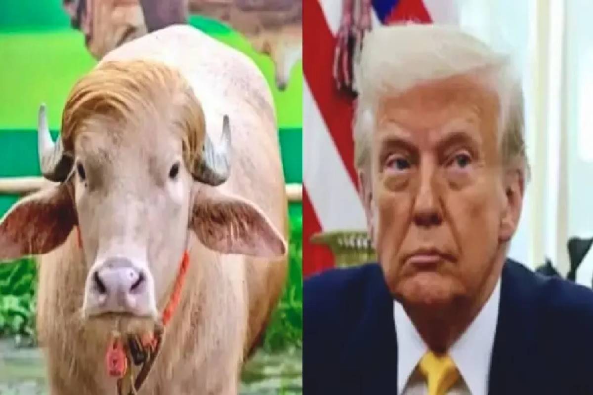 ட்ரம்ப் போல் முகம்கொண்டிருப்பதால் உயர் தப்பிய எருமை! | Viral Donald Trump Buffalo Move To Zoo