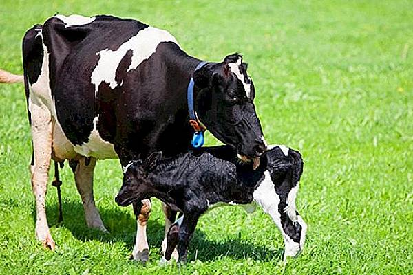 யாழில் விசமிகளின் ஈவிரக்கமற்ற செயல் | Cow Killed In Jaffna