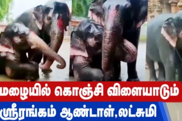 கோவிலில் ஆனந்த குளியலிட்ட யானைகள் - கண்ணை கவரும் வீடியோ