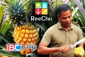 றீ(ச்)ஷாவில் அன்னாசி பழச்செய்கை அமோகம்