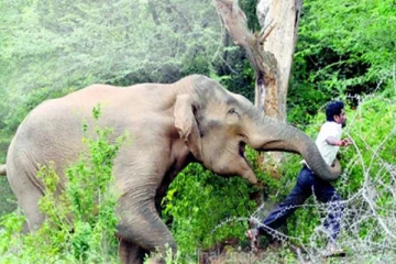 அம்பாறையில் வேளாண்மையை காவல் காத்துவந்த விவசாயிக்கு நேர்ந்த பரிதாபம்