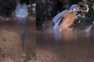viral video: தோட்டா போல பாய்ந்து அழகாக மீனை கௌவும் மீன் கொத்திப் பறவை