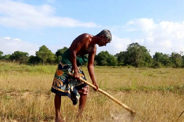 அறுவடைக்கு எரிபொருள் தேவை: விவசாயிகள் கோரிக்கை(Video) | Farmers Demand Fuel For Harvest
