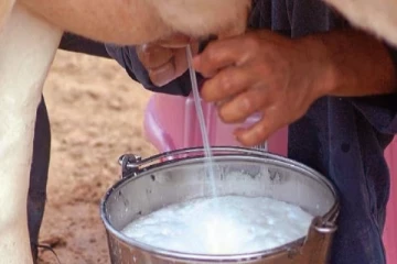 நீங்கள் குடிக்கும் பாலில் இரசாயனம் கலந்துள்ளதா? இதை வைத்து கண்டுபிடியுங்க